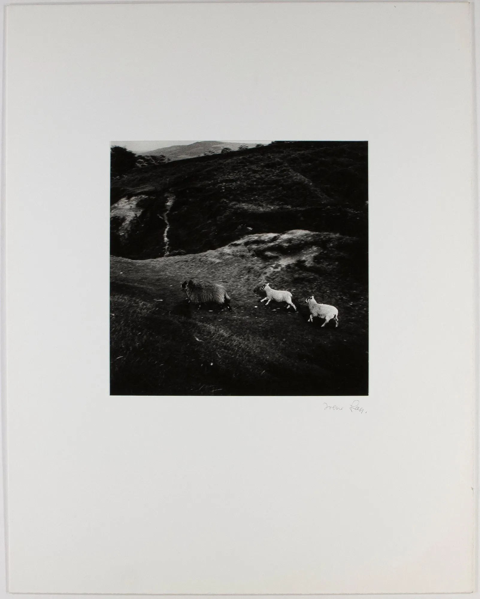 Running Sheep, Yorkshire Moors